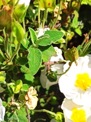 Cistus salviifolius
