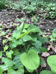 Aristolochia rotunda