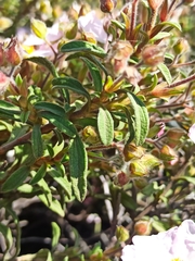 Cistus × skanbergii