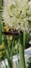 Aculeata