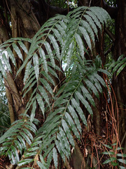 Stenochlaena palustris