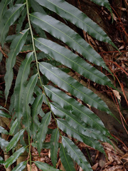 Stenochlaena palustris