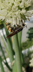 Aculeata
