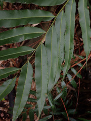 Stenochlaena palustris