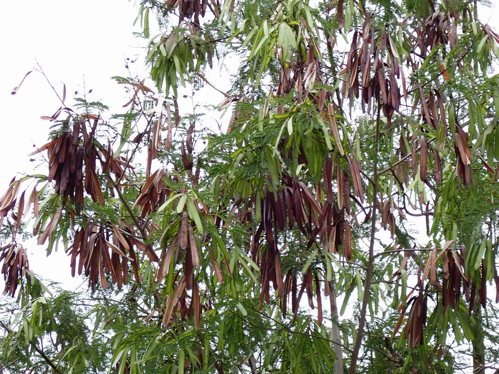 Lead Path Tree White leadtree from 香港米埔 on May 2, 2022 at 09:59 AM by Jan Ho · iNaturalist