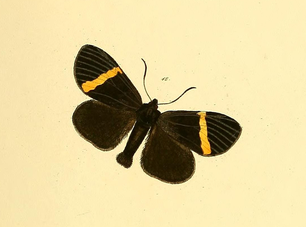 Orthia augias