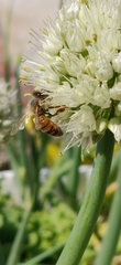 Aculeata