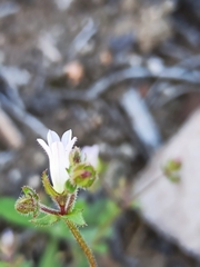 Campanula erinus