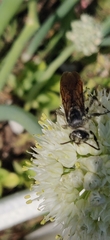 Aculeata