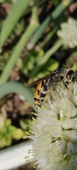 Aculeata