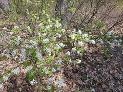 Amelanchier laevis