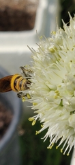 Aculeata