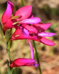 Gladiolus illyricus