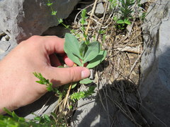 Bupleurum rotundifolium