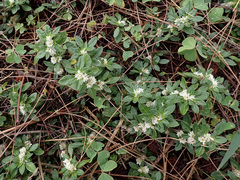 Alternanthera paronychioides