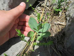Bupleurum rotundifolium