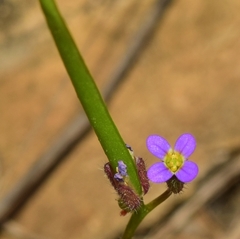 Arabis verna