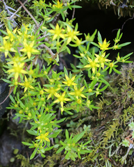 Sedum subtile