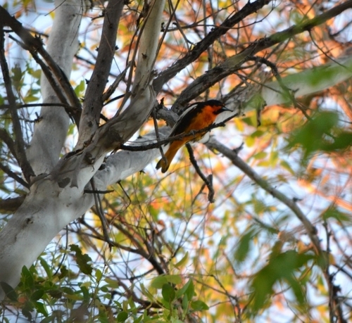 Black-backed Oriole (Icterus abeillei), photo 6