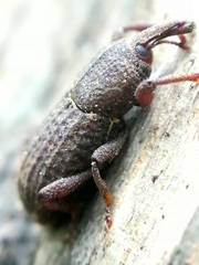 Mitoplinthus caliginosus