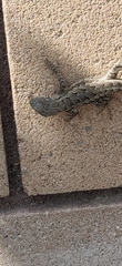 Sceloporus occidentalis