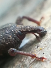 Mitoplinthus caliginosus