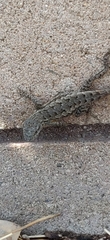 Sceloporus occidentalis