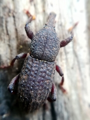 Mitoplinthus caliginosus