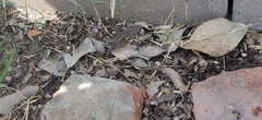 Sceloporus occidentalis