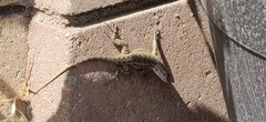 Sceloporus occidentalis