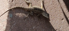 Sceloporus occidentalis