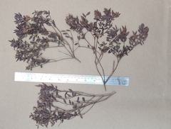 Syzygium microphyllum