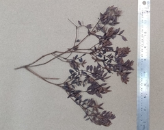 Syzygium microphyllum