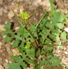 Sisymbrium erysimoides