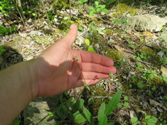Valerianella umbilicata