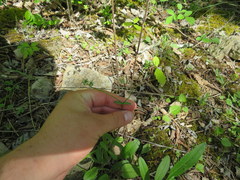 Valerianella umbilicata