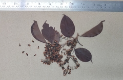 Pterocarpus marsupium