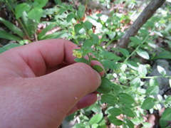 Lithospermum tuberosum