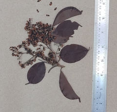 Pterocarpus marsupium