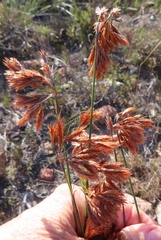 Thamnochortus fraternus