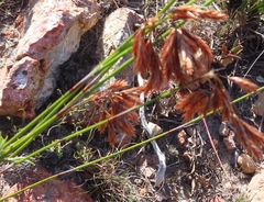 Thamnochortus fraternus