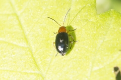 Podagrica fuscicornis