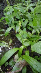 Platanthera flava herbiola