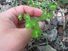 Euphorbia ouachitana