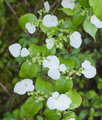 Hydrangea scandens