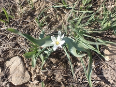 Ornithogalum lanceolatum