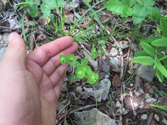 Euphorbia ouachitana