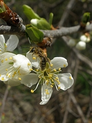 Andrena