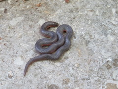 Carphophis amoenus helenae