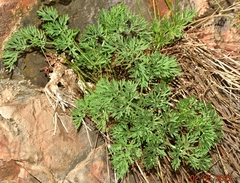 Athamanta vayredana